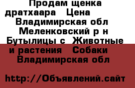 Продам щенка дратхаара › Цена ­ 8 000 - Владимирская обл., Меленковский р-н, Бутылицы с. Животные и растения » Собаки   . Владимирская обл.